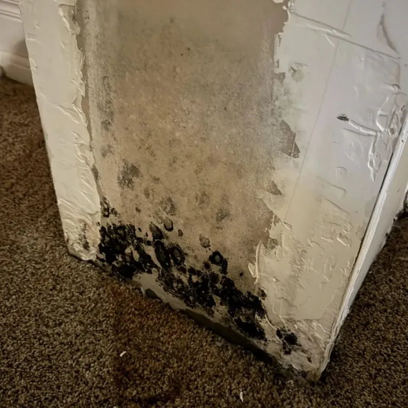Professional Mold Removal in South San Gabriel, CA